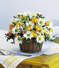 Joyful Roses and Daisies, Montego Bay, Jamaica