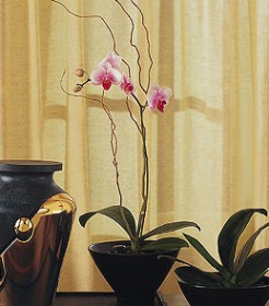 phalaenopsis orchid plant, Montego Bay, Jamaica